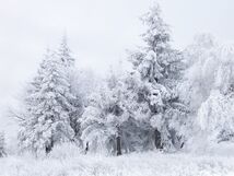 A forest scene covered in snow with trees in centre frame frosted with snow.